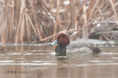 Redhead duck (drake) in snowfall