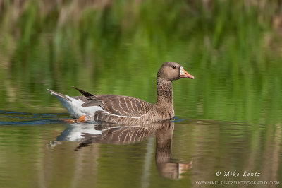 Greater white fronted goose 