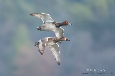 Redheaded ducks paired in flight