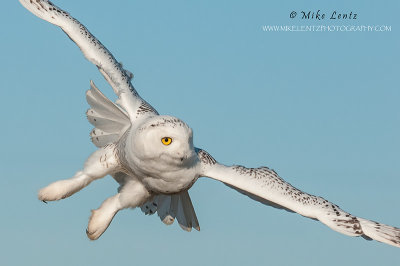 Snowy Owl banking tight