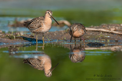 Long-billed dowitchers