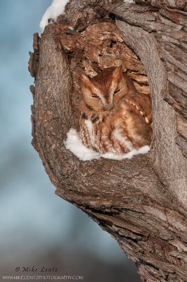 Eastern Screech Owl  (red morph) in cavity 