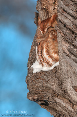 ESO red morph in tree