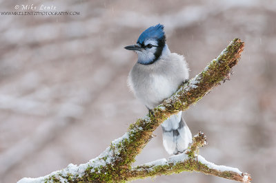 Blue Jay in winter scene 