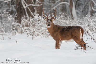 White-tailed Deer in snow 