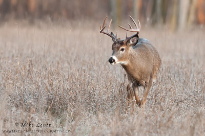 White-tailed deer approaching