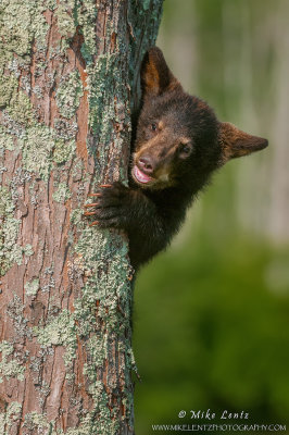Bear cub peekaboo  