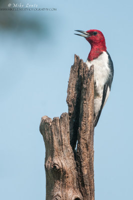 Red headed woodpecker on dead log 