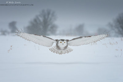 Snowy Owl in a snowfall