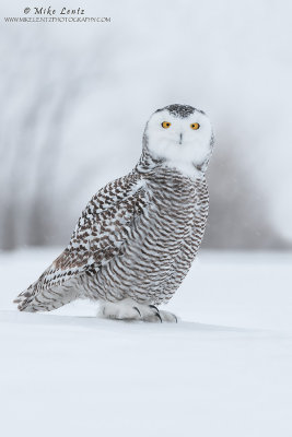 Snowy owl foot up 