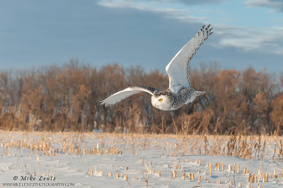 Snowy Owl angled over corn field 