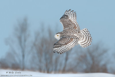 Snowy owl banking across field 