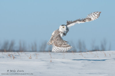 Snowy Owl C bank 