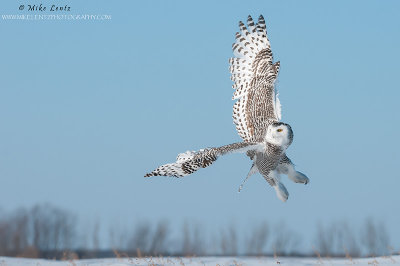 Snowy Owl cranked up