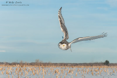 Snowy Owl curved wings in flight 