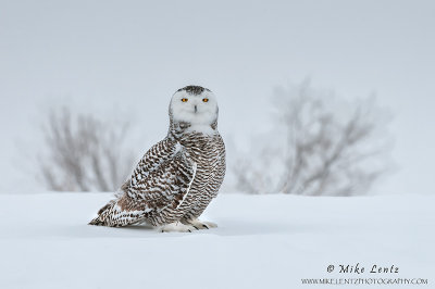 Snowy Owl perfect pose on snow