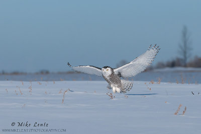 Snowy Owl swoops in habitat