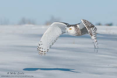 Snowy Owl wings down in flight