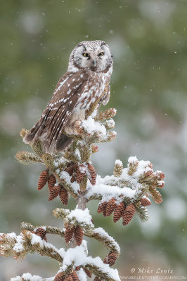 Boreal Owl in snow on pine tree