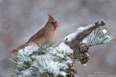 Northern Cardinal (female) on winter pines