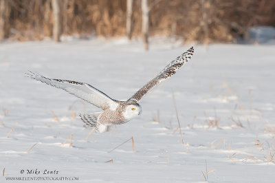 Snowy Owl flies near woodlands