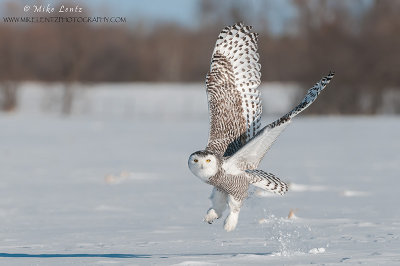 Snowy Owl bursts upwards 