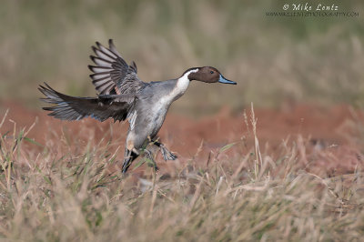 Pintail drake dropping into the field