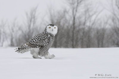 Snowy Owl walking in snowfall 