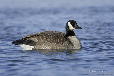 Lesser Canada Goose 