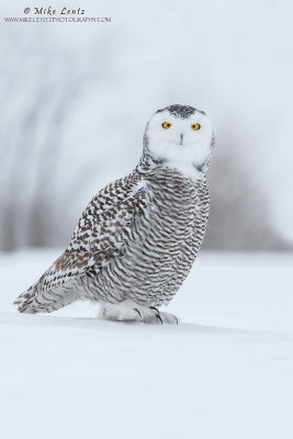 Snowy orl foot up 