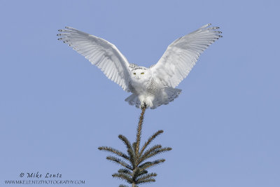 Snowy Owl angelic pose on pine 