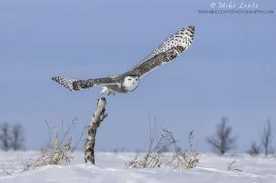 Snowy Owl bursts off birch