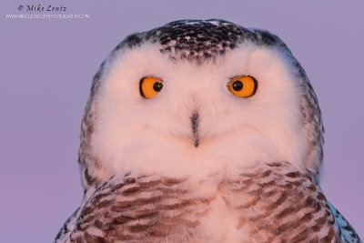 Snowy Owl head shot 
