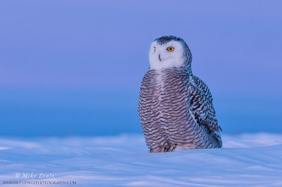 Snowy Owl in Magenta sunset