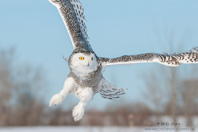 Snowy Owl windswept away