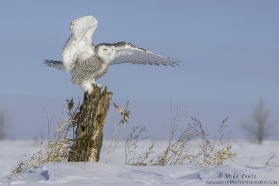 Snowy Owl log wing point