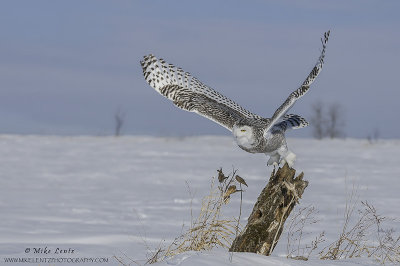 Snowy Owl log dive