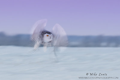 Snowy owl pan blur