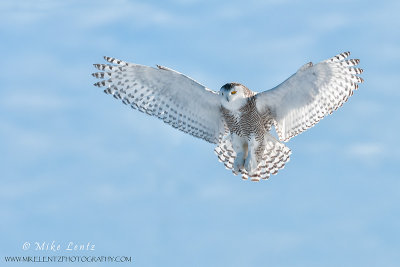 Snowy Owl soft flight 