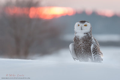 Snowy owl at sunset