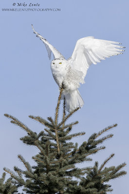 Snowy owl wings up verticle on pine 