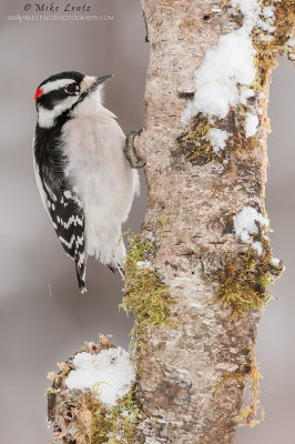 Downy Woodpecker on moss coated birch