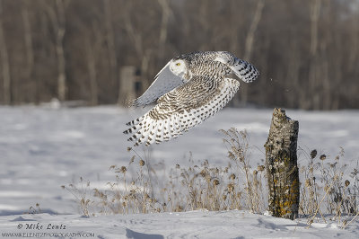 Snowy Owl bails off log