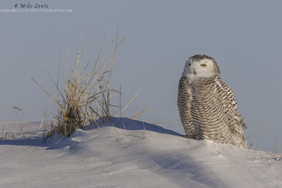 Snowy Owl on snowdrift