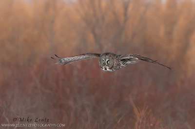Great Gray Owl flies past Willow and Tamracks 