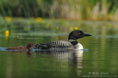 Loon with babies with yellow flowers
