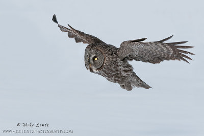Great Gray Owl in flight over white