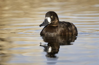 Greater Scaup (hen) on soft waters