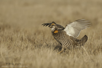 Prairie chicken aggresive stance