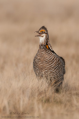 Greater Prairie chicken 